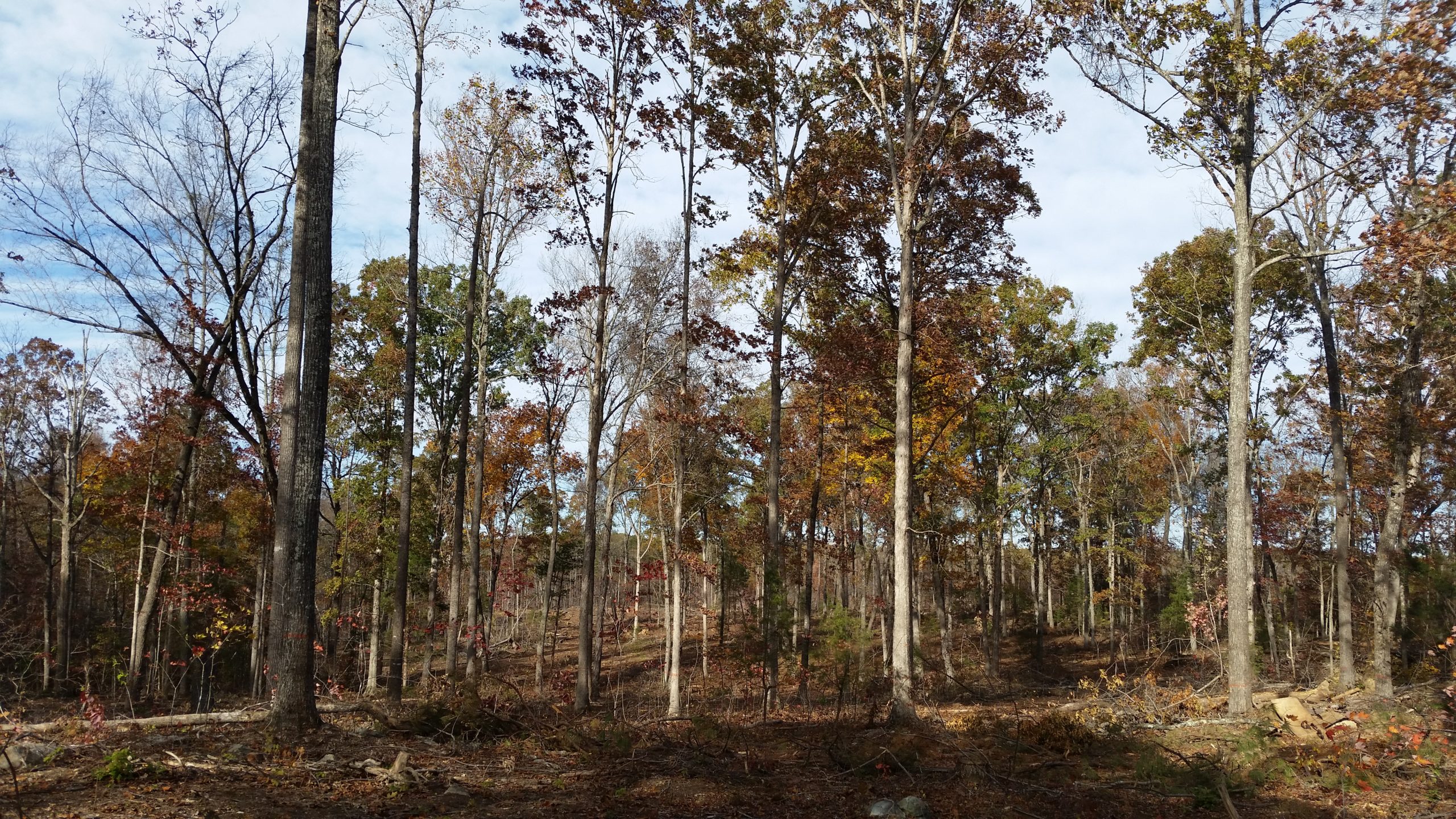 Forest Management Activities Begin on Cane Creek Mitigation Tract