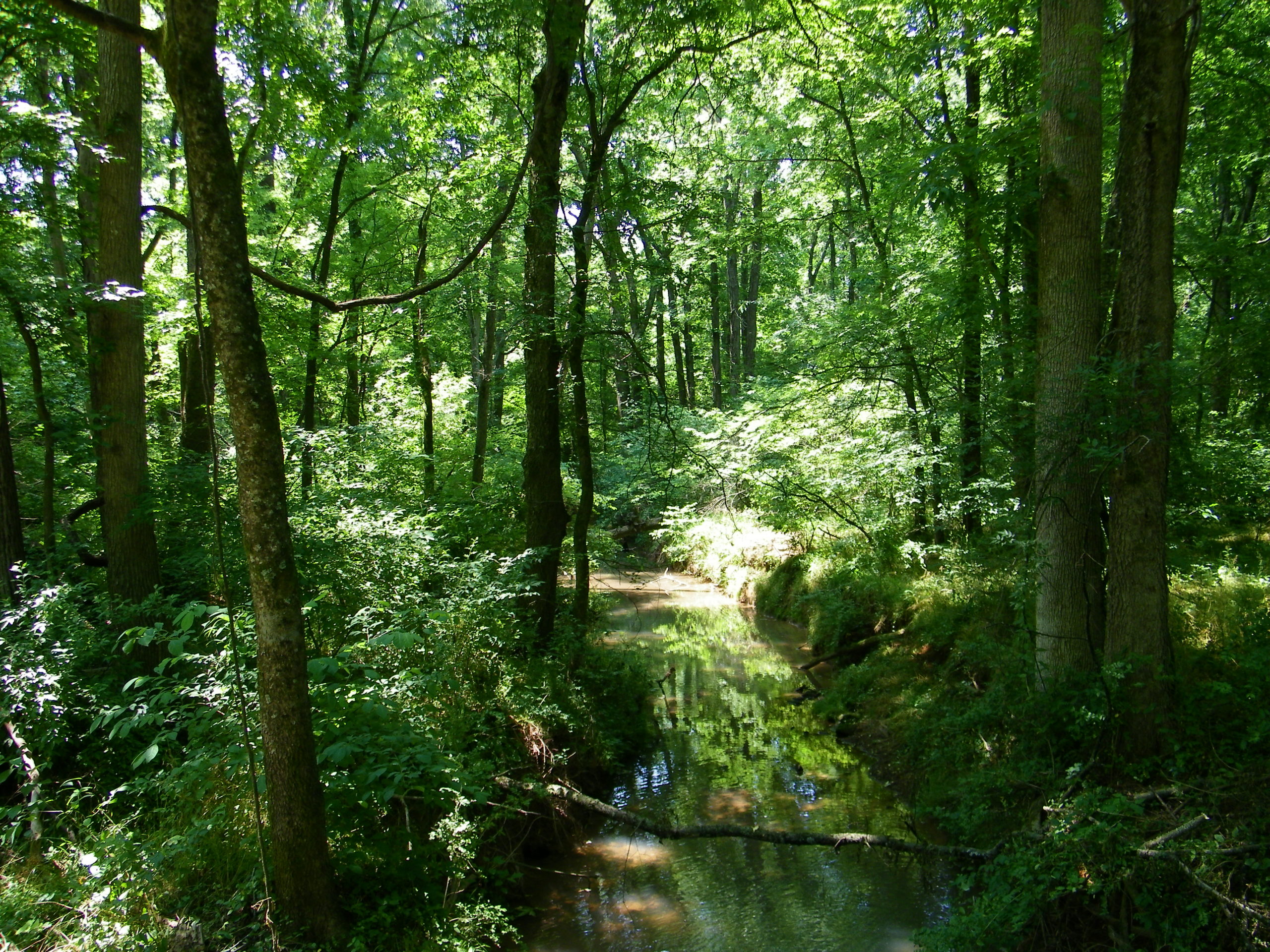 Protecting Water Quality by Protecting Forests
